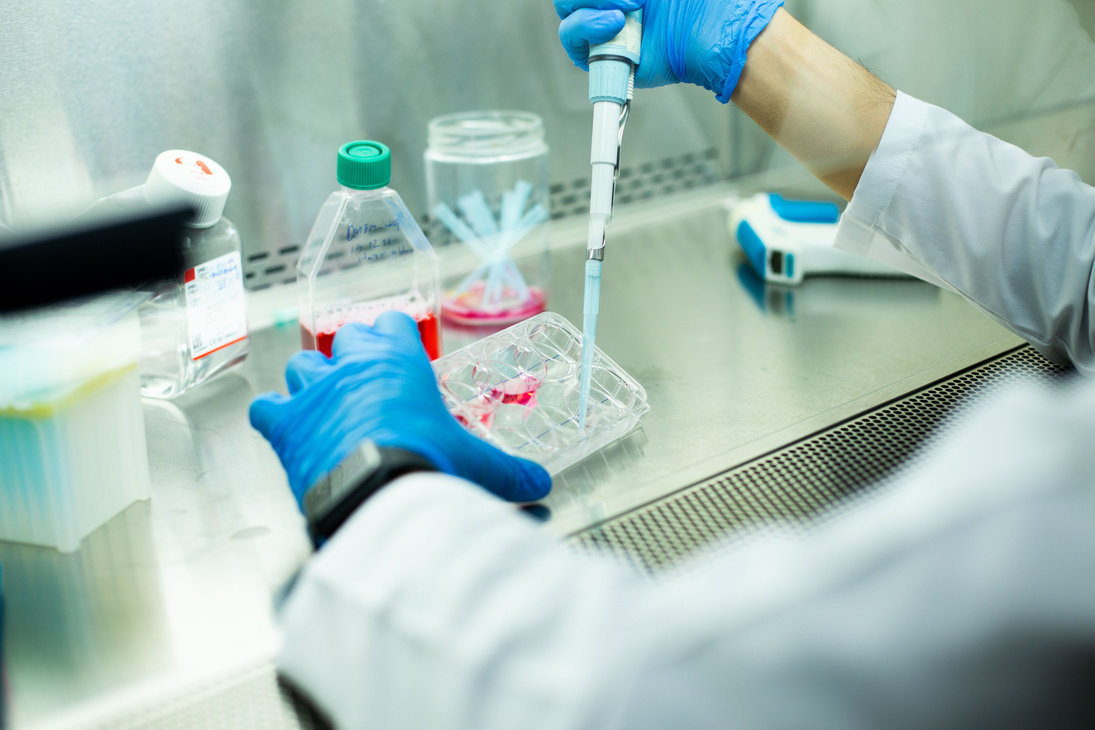 cell culture at the cell culture laboratory